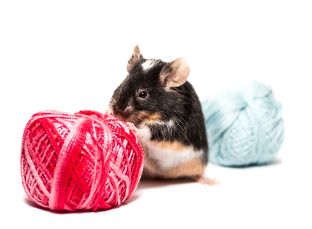 Cute black and white mouse with threadの写真素材