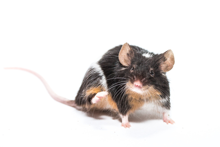 Black and white mouse, white background studioの写真素材
