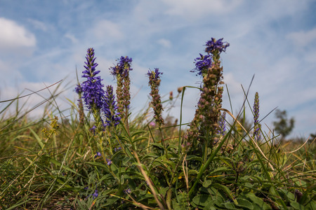 Salvia nemorosa, wide angle photo, sky at backgroundの写真素材