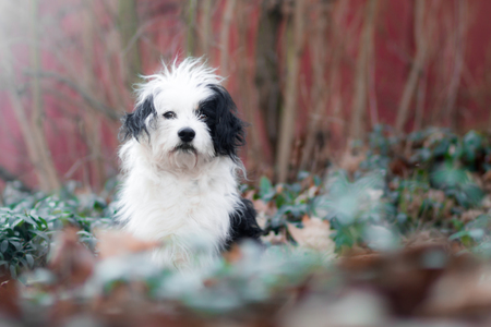Sad black and white dog, looking to a camera