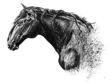 Equus bohemicus, the kladruber drawing, charcoal portrait isolated on white, hand drawnの写真素材