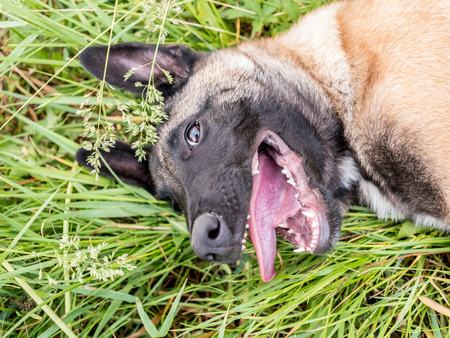 Funny portrait of a Belgian shepherd dog, malinois, lying at a grass, puppyの写真素材
