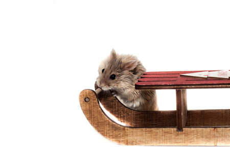 Small dwarf campbell hamster with Christmas sleigh, in studio, isolated on white backgroundの写真素材