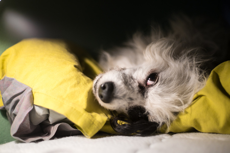 Black and white dog lying in a bed with open eyesの写真素材