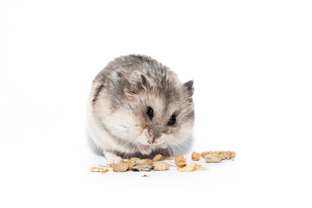 Little dwarf campbell hamster eating at studio