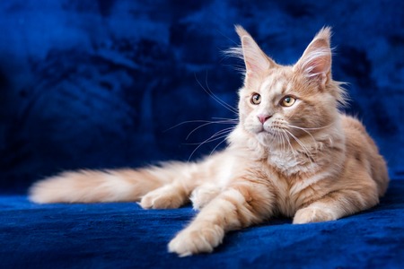 Adorable small maine coon cream tabby kitten lying on a blue backgroundの写真素材