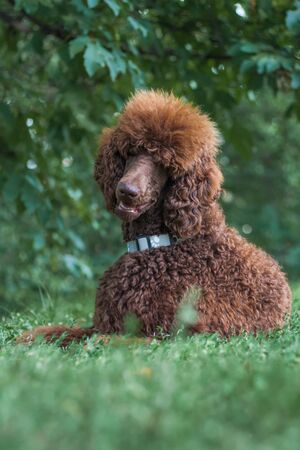 Young cute brown chocolate royal big standard poodle lying at summer park, baby cutの写真素材