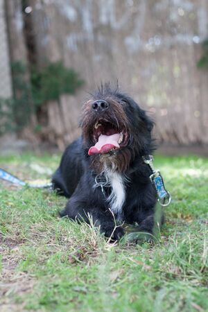 Adorable mixed breed border collie x schnauzer schnollieの写真素材