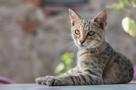 Tabby european cat lying outdoor and looking awayの写真素材