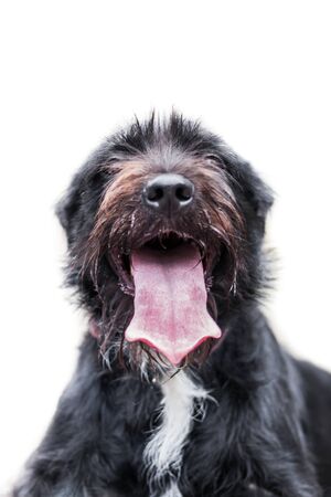 Adorable mixed breed border collie x schnauzer schnollie on white background