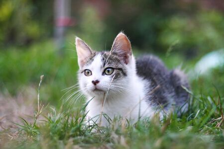 Black and white adorable kitty lying at grass in a gardenの写真素材