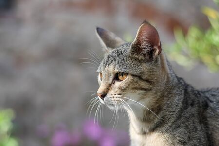 Tabby kitty portraitの写真素材