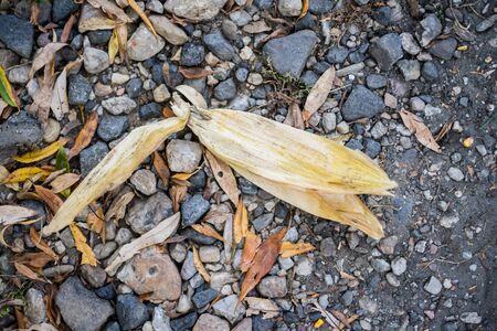 Flat natural autumn design of a yellow corn and grey rocksの写真素材