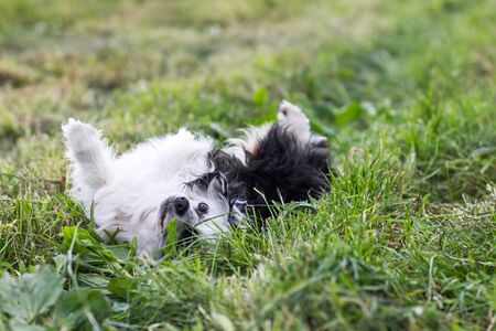 Dog rolling around in grass, scratching itself or rolling in messの写真素材