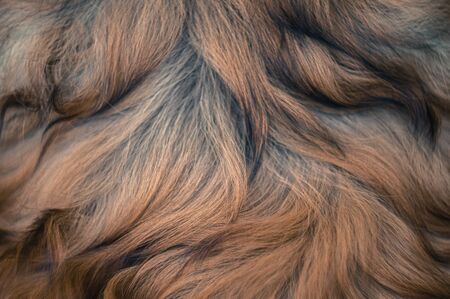 Close up of rough collie long gold fur, nature patternの写真素材