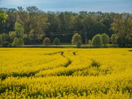 Colza field at countryside, landscape photo of yellow plants used for oil and energyの写真素材