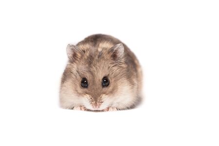 Small cute dwarf campbell hamster at a studio on white backgroundの写真素材