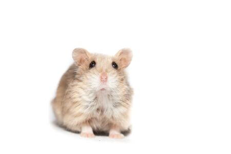 Small cute dwarf campbell hamster at a studio on white backgroundの写真素材