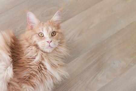 Portrait of lying maine coon with yellow eyes red tabby cat with wooden floor backgroundの写真素材