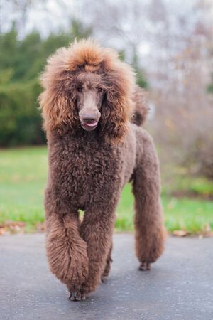 Big brown funny adorable royal poodle with tongue out, running