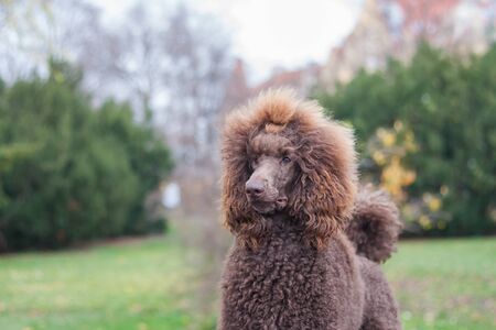 Portrait of a groomed furry adorable brown hair standard poodle in a parkの写真素材