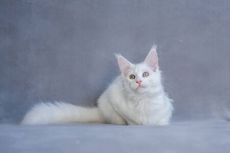 Lying purebred white maine coon kitty fluffy and adorableの写真素材