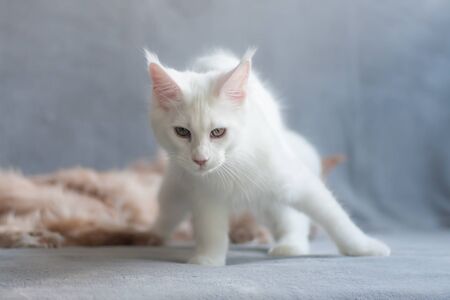 Standing white maine coon adorable kitty standing near another catの写真素材