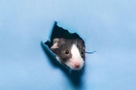 Cute black and white mouse peeking through a ripped hole in a blue paper