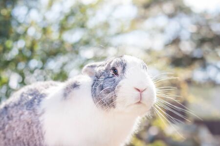 Portrait of a cute dutch rabbit, adorable bunny, bokeh backgroundの写真素材