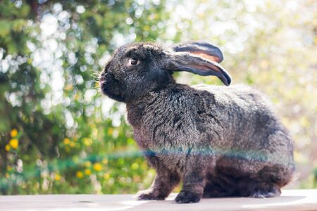 Adorable belgian giant black rabbit, bunny staying with nature backgroundの写真素材