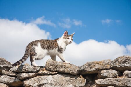 Tabby countryside tabby cross breed cat walking on a rocks, blue sky cloud backgroundの写真素材