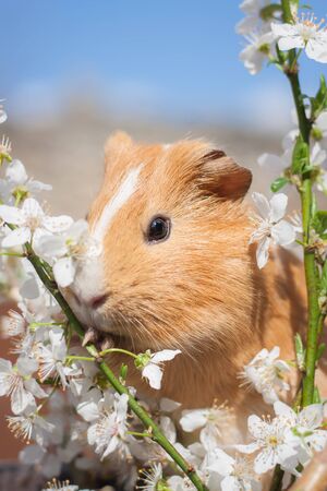 Adorable young ginger guinea pig behind cherry blossoms portraitの写真素材