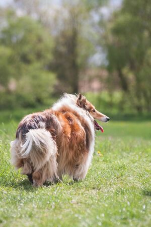 Beautiful long haired fluffy rough collie standing at a green fieldの写真素材