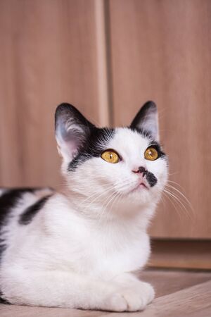Portrait of an adorable black and white young catの写真素材