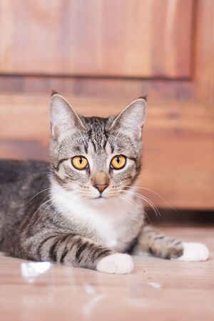 Portrait of a cute brown tabby striped catの写真素材