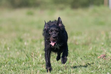 Border schnollie (border collie x schnauzer cross breed) running forward