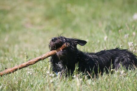 Funny border schnollie mixed breed dog playing with a stickの写真素材