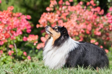 Tricolor adorable shetland sheepdog - sheltie portrait on pink floral backgroundの写真素材