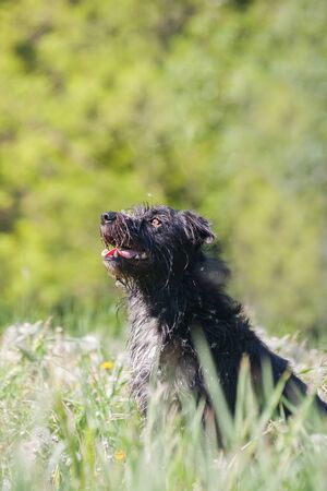 Adorable border schnollie (cross breed border collie and schnauzer) sitting at a meadowの写真素材