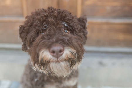 Portrait of young brown lagotto romagnolo from above, close upの写真素材