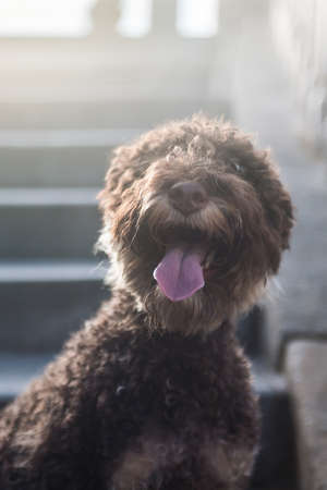Portrait of young brown lagotto romagnolo, close upの写真素材