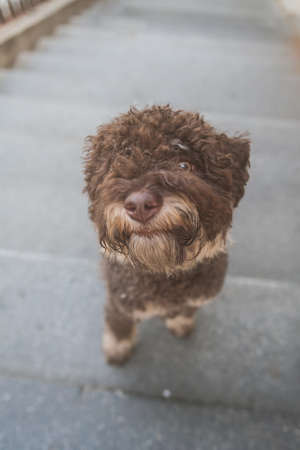 Adorable brown young lagotto romagnolo standing on stairs, from aboveの写真素材