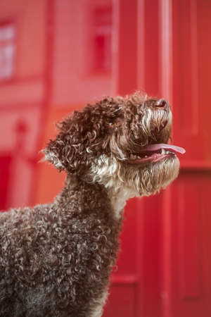 Portrait of a brown young lagotto romagnolo on red backgroundの写真素材