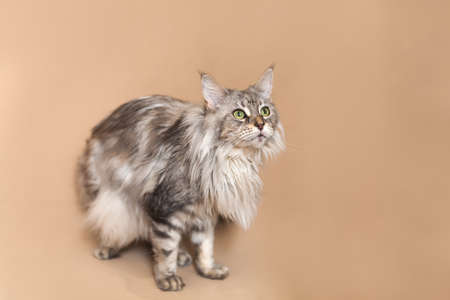 Adorable full length silver maine coon cat in a studio, beige backgroundの写真素材