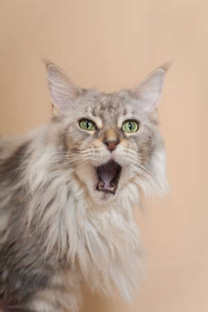 Funny portrait of a yawning maine coon cat on beige backgroundの写真素材