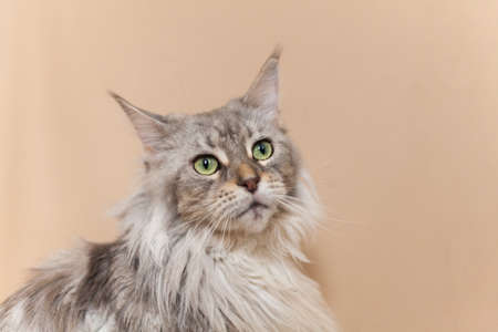 Portrait of a beautiful maine coon cat with green eyes, beige backgroundの写真素材