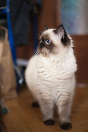 Adorable cross breed seal point kitty standing indoorの写真素材