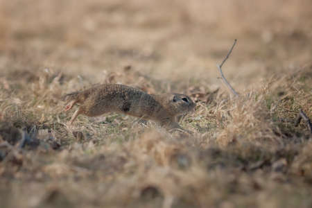 European ground squirrel, damaged, running away