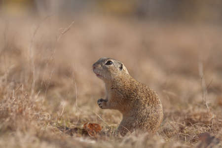 European ground squirrel eatingの写真素材