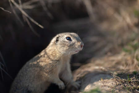 European ground squirrel portraitの写真素材